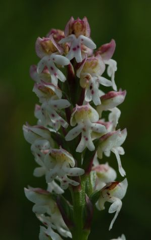 Burnt-tip Orchid Orchis ustulata spike