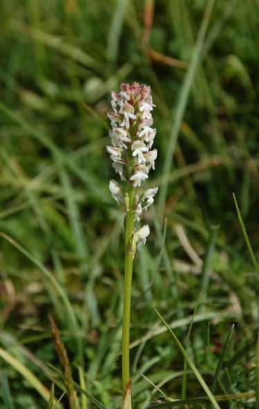 Burnt-tip Orchid Orchis ustulata