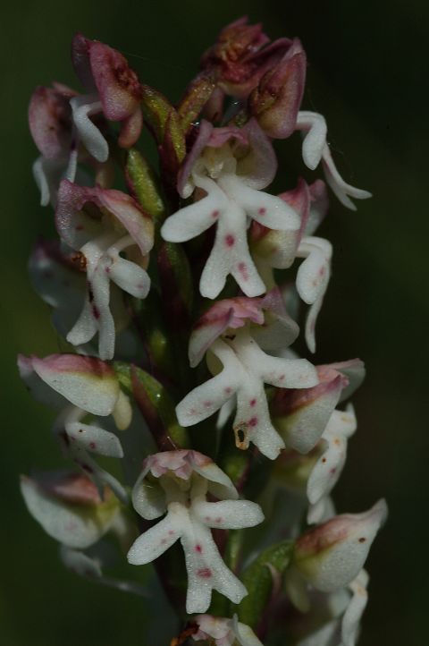 Burnt-tip Orchid Orchis ustulata spike close-up