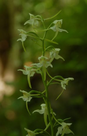 Butterfly orchid, probably greater butterfly orchid Platanthera chlorantha