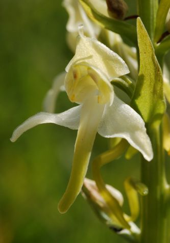 Greater butterfly orchid Platanthera chlorantha detail