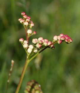 Dropwort Filipendula vulgaris