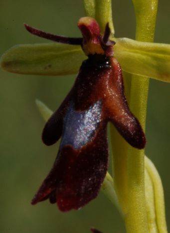 Fly orchid  Ophrys insectivora detail