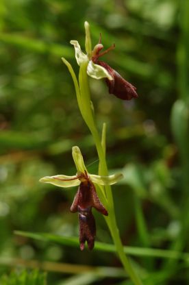 Fly orchid Ophrys insectivora