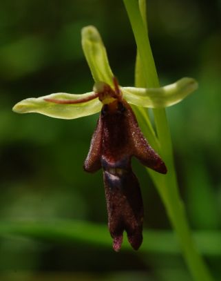 Fly orchid Ophrys insectivora detail