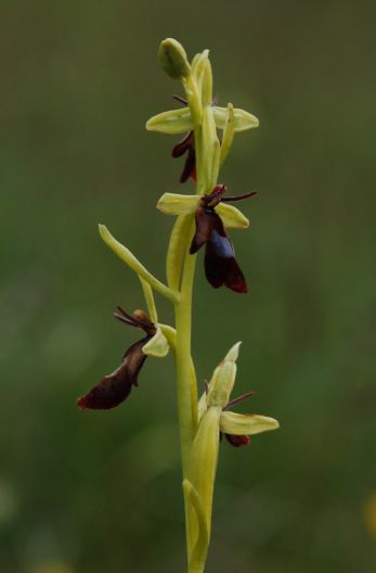 FlyOrchid Ophrys insectivora