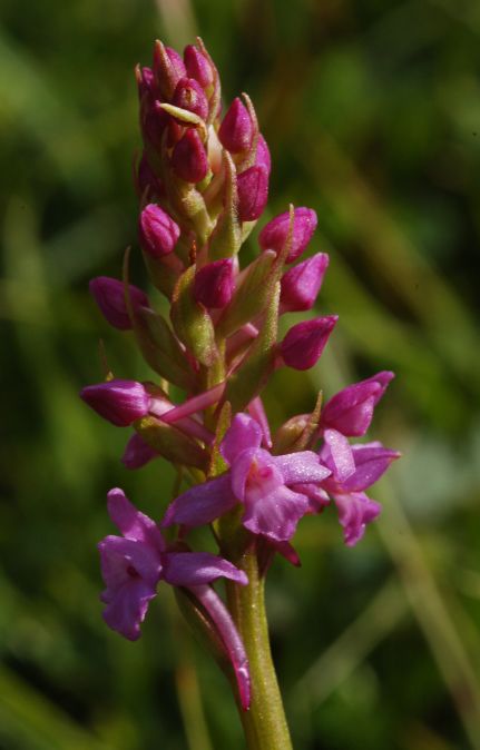 Fragrant orchid Gymnadenia conopsea ssp. borealis