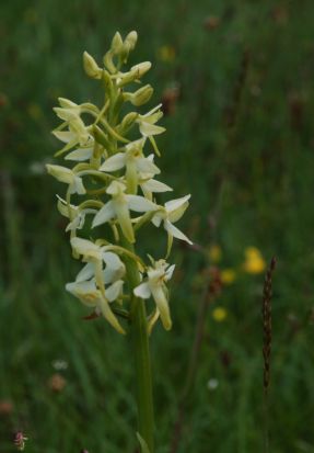 Lesser Butterfly orchid Platanthera bifolia