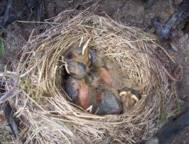 photo of ouzel nest
