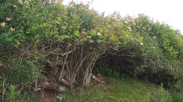 Old hedgerow