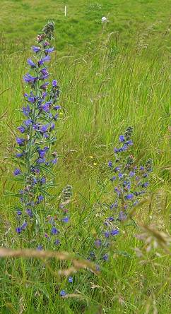 Viper's bugloss