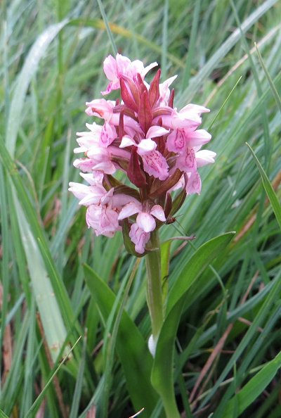 Early marsh orchid Dactylorhiza incarnata