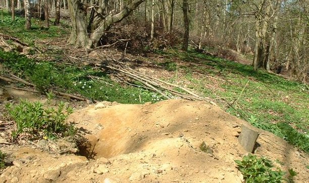 badger sett