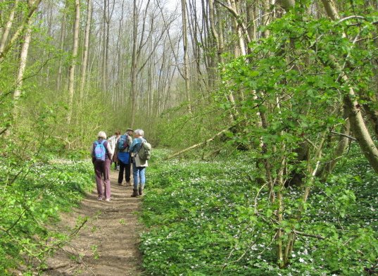 footpath through wood