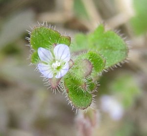 Ivy-leaved speedwell Veronica hederifolia