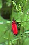 cardinal beetle