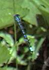 blue damselfly