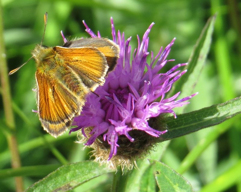 Small Skipper butterfly