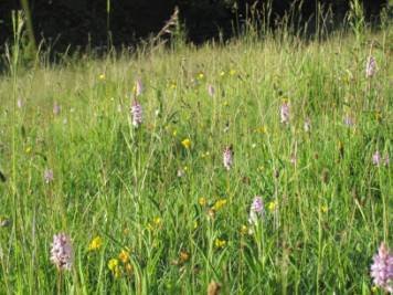view of orchids in meadow