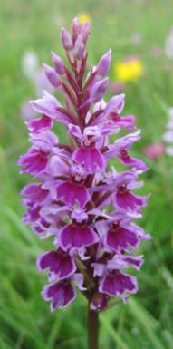 dark specimen of common spotted orchid Dactylorhiza fuchsii