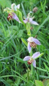 bee orchid Ophrys apifera (flower spike)