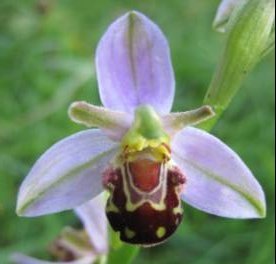 bee orchid Ophrys apifera (detail)