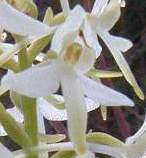 lesser butterfly orchid (detail)