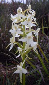 butterfly orchid