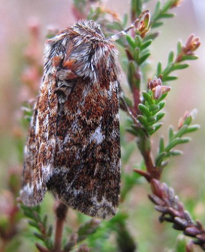 beautiful yellow underwing