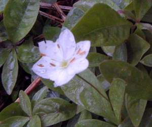 Chickweed Wintergreen