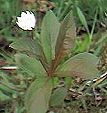 Chickweed Wintergreen