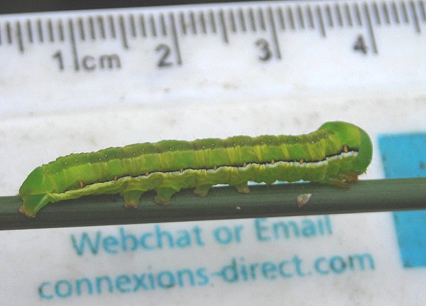 Red Sword-grass larva Xylena vetusta