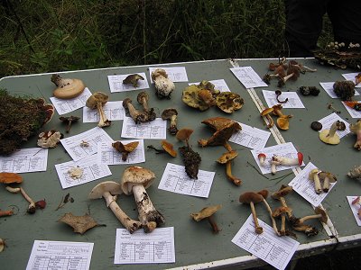 Fungi on id table
