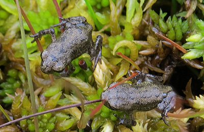 Froglets on moss