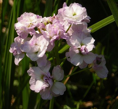 double form of milkmaid Cardamine pratensis