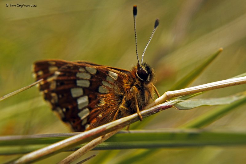 duke of burgundy underside