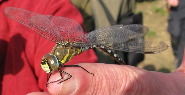 Migrant hawker Aeshna mixta close-up