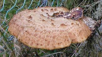 Dryad's saddle