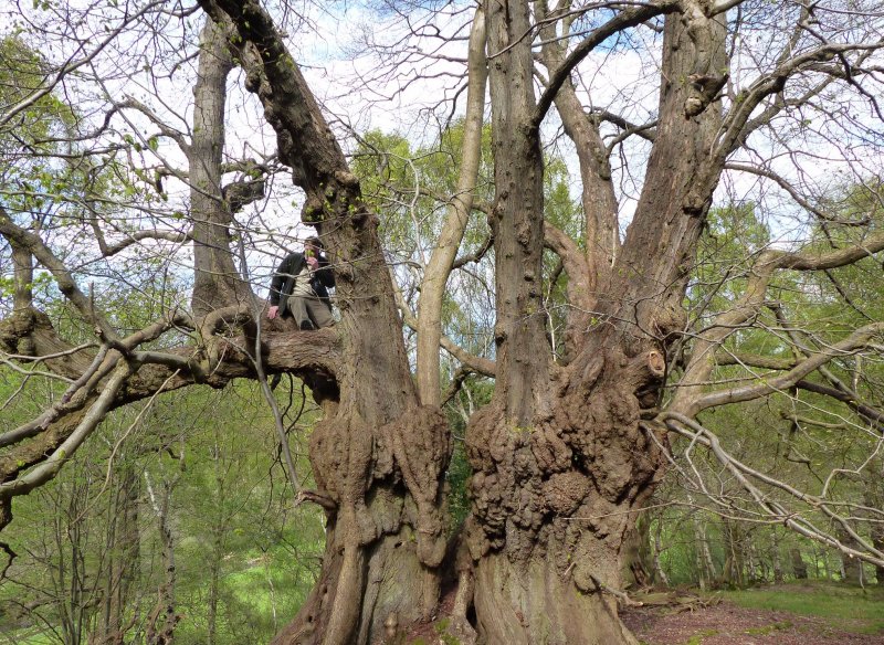 Ancient oak