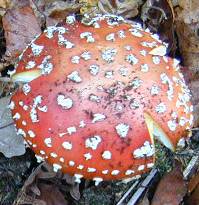 Fly agaric