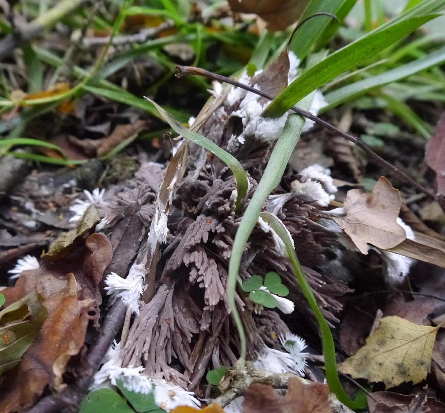 Thelephora penicillata