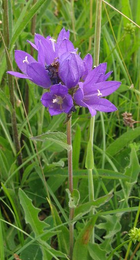 Clustered bellflower Campanula glomerata