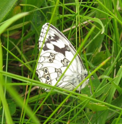 Marbled white butterfly