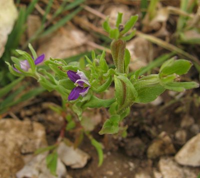 Venus' Looking Glass Legousia speculum-veneris