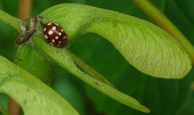14-spot ladybird