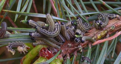 pine sawfly Neodiprion sertifer