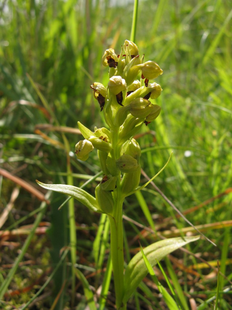Frog orchid Coeloglossum viride