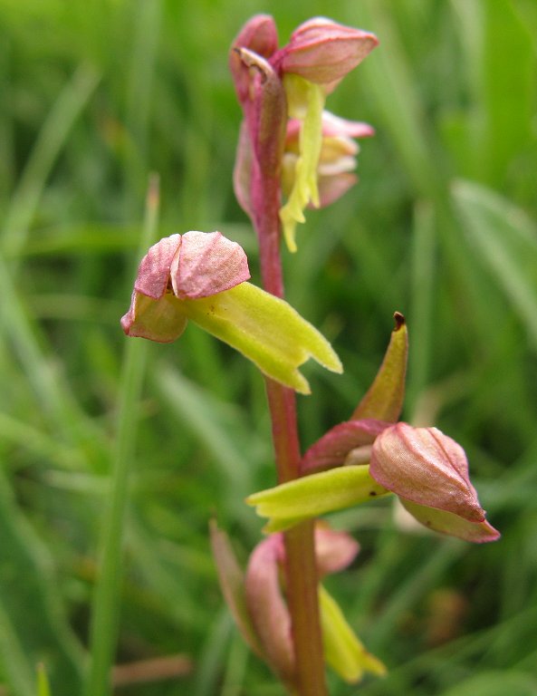 Frog orchid Coeloglossum viride detail