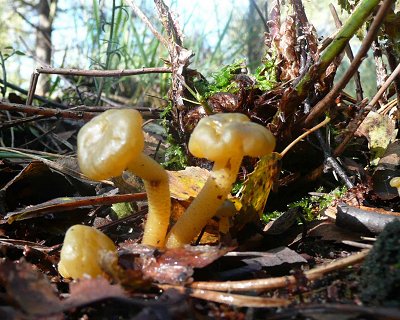 Jelly Baby Leotia lubrica