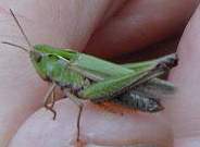 Grasshopper